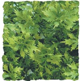 Zoo Med Natural Bush Australian Maple Plants Green 14 in Small